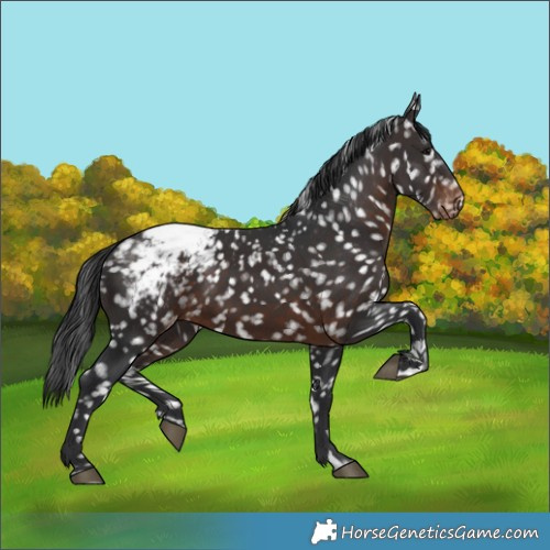 Horse Color:Brown Appaloosa 