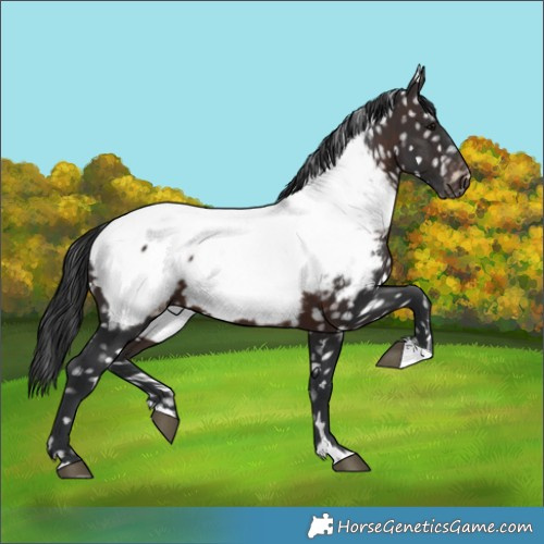 Horse Color:Brown Appaloosa 