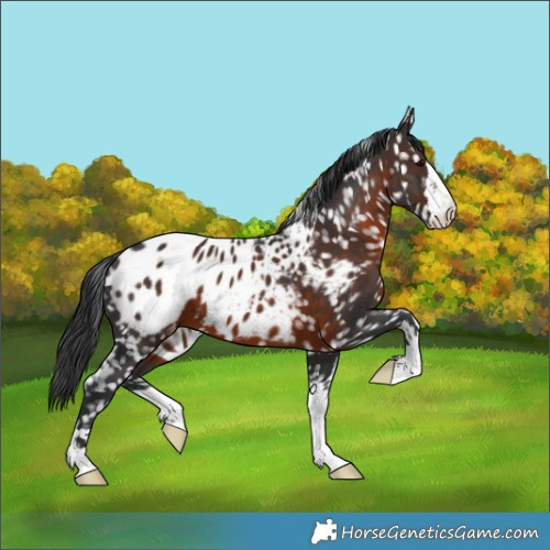 Horse Color:Brown Appaloosa 