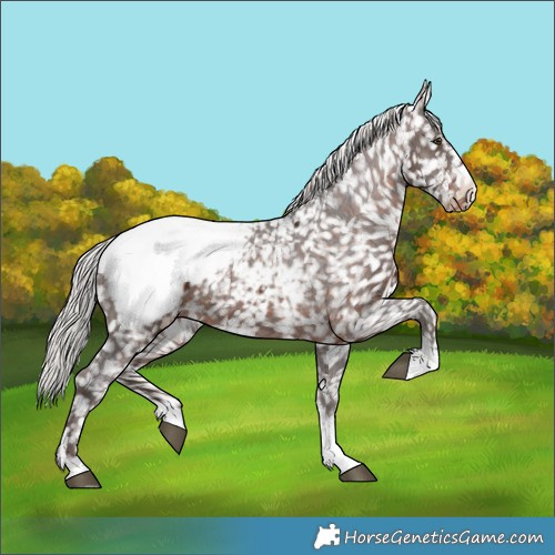 Horse Color:Silver Brown Appaloosa 