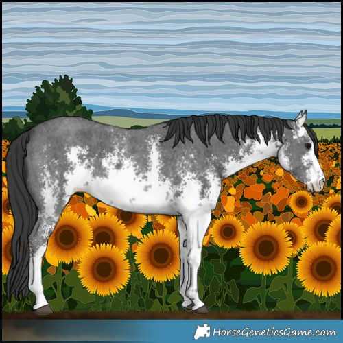 Horse Color:White Spotted Black Sabino