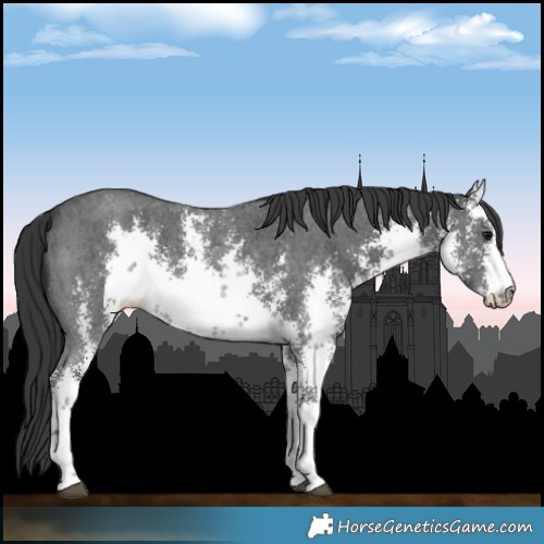 Horse Color:White Spotted Black Sabino 