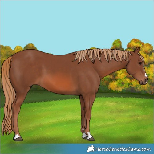 Horse Color:Chestnut 