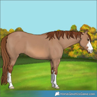 Horse Color:Red Dun 