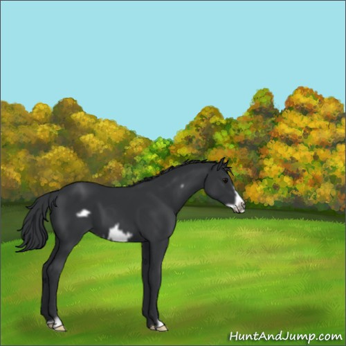 Horse Color:Black Frame 