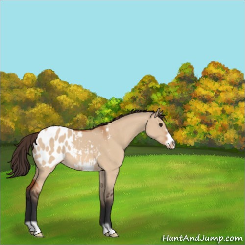 Horse Color:Brown Dun Frame Appaloosa