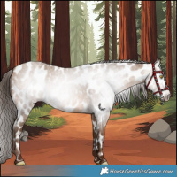 Horse Color:Gray Amber Champagne Roan Near Leopard 