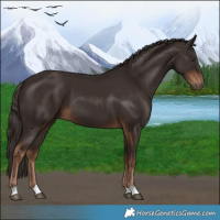 Horse Color:Liver Chestnut 