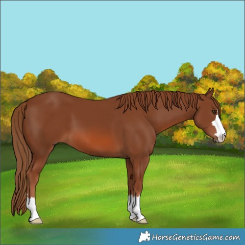 Horse Color:Chestnut 