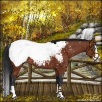 Horse Color:Brown Sabino Splash Snowcap 