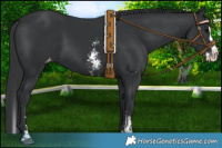 Horse Color:Black Sabino Splash Appaloosa 