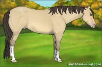 Horse Color:Amber Cream Champagne Dun 