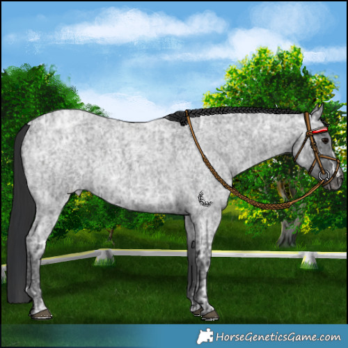 Horse Color:Blue Ice Roan and Blue Ice Roan