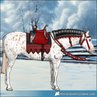 Horse Color:Chestnut Appaloosa 