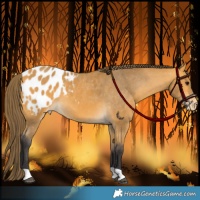 Horse Color:Buckskin Appaloosa