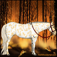 Horse Color:Palomino Appaloosa
