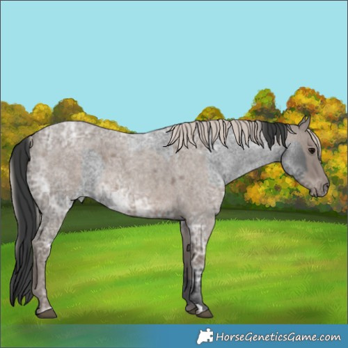 Horse Color:Blue Ice Roan  and Silver Blue Ice Roan 