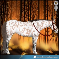 Horse Color:Bay Roan Appaloosa