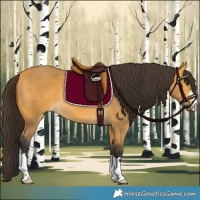 Horse Color:Buckskin 