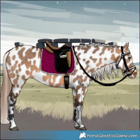 Horse Color:Bay Dun Appaloosa 