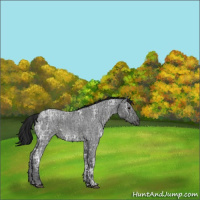Horse Color:Blue Ice Roan  and Gray Blue Ice Roan 