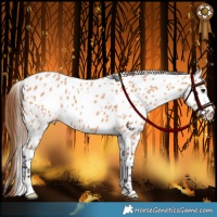 Horse Color:Bay Dun Appaloosa 