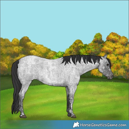 Horse Color:Blue Ice Roan and Smoky Blue Ice Roan