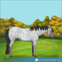 Horse Color:Blue Ice Roan  and Smoky Blue Ice Roan 