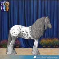 Horse Color:Black Tobiano Appaloosa