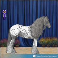 Horse Color:Black Tobiano Appaloosa 