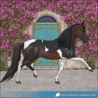 Horse Color:Brown Tobiano 