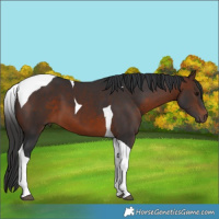 Horse Color:Brown Tobiano 
