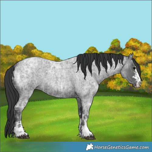 Horse Color:Blue Ice Roan  and Blue Ice Roan 