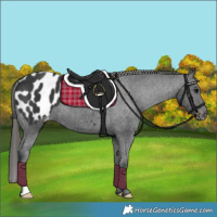 Horse Color:Black Appaloosa 