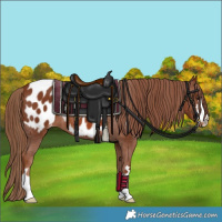 Horse Color:Chestnut Appaloosa