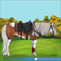 Horse Color:Silver Brown Splash Appaloosa 