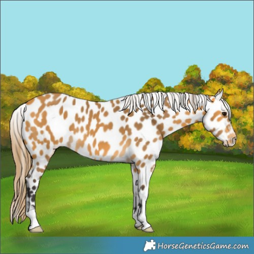 Horse Color:Buckskin Appaloosa 