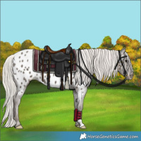 Horse Color:Silver Black Appaloosa