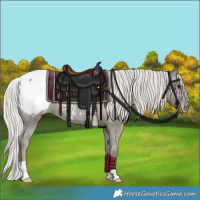 Horse Color:Silver Black Appaloosa 