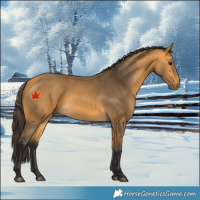 Horse Color:Buckskin 