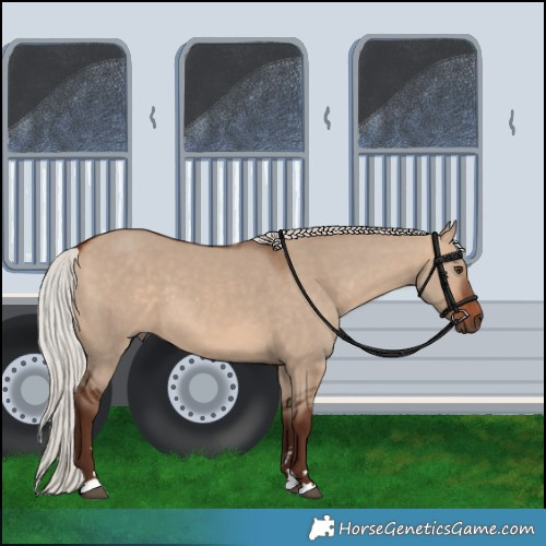 Horse Color:Silver Bay Dun 