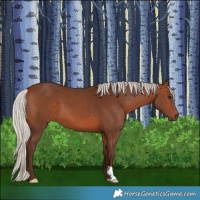 Horse Color:Silver Bay 