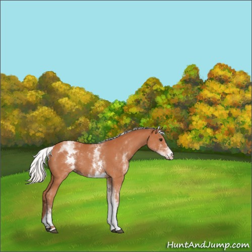 Horse Color:White Spotted Silver Bay Rabicano 