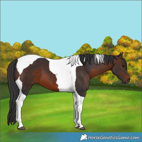 Horse Color:Brown Tobiano 