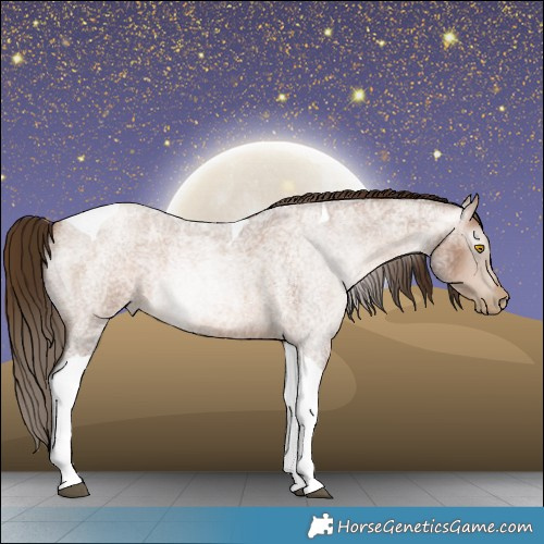 Horse Color:Gray Bay Roan Pearl Tobiano 