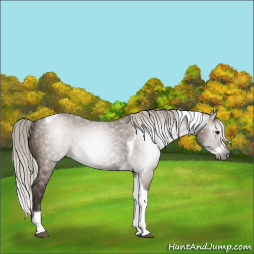 Horse Color:Gray Silver Grullo Splash Tobiano 