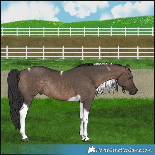 Horse Color:Brown Dun Tobiano Rabicano 