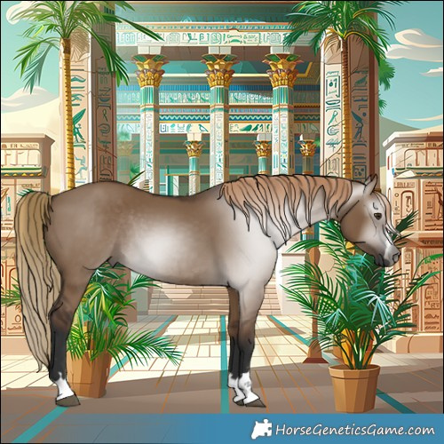 Horse Color:Gray Liver Red Dun Rabicano 