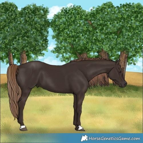 Horse Color:Liver Chestnut 
