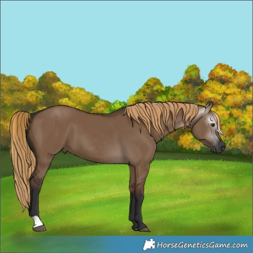 Horse Color:Gray Liver Red Dun 